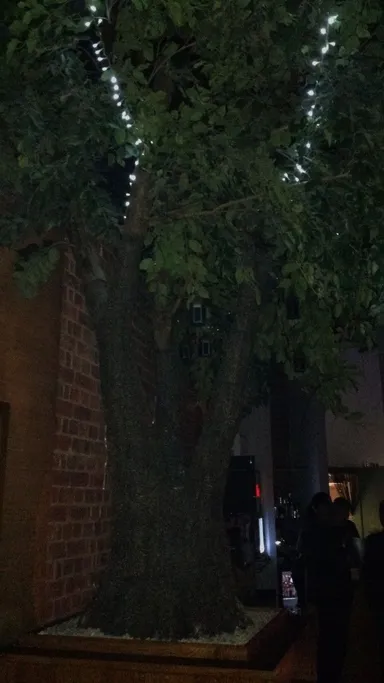 A real tree! (I'm more impressed by this than I should be. Indeed, it is not real.)